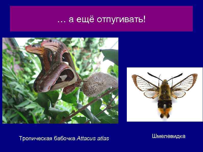 … а ещё отпугивать! Тропическая бабочка Attacus atlas Шмелевидка 