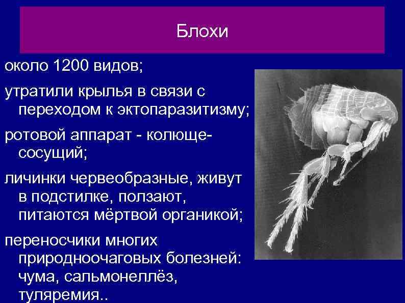 Блохи около 1200 видов; утратили крылья в связи с переходом к эктопаразитизму; ротовой аппарат