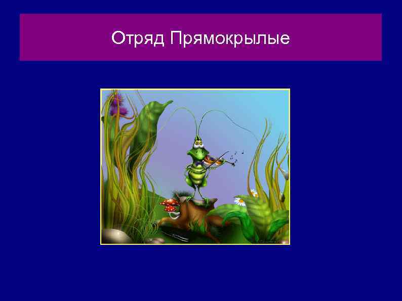 Отряд Прямокрылые 