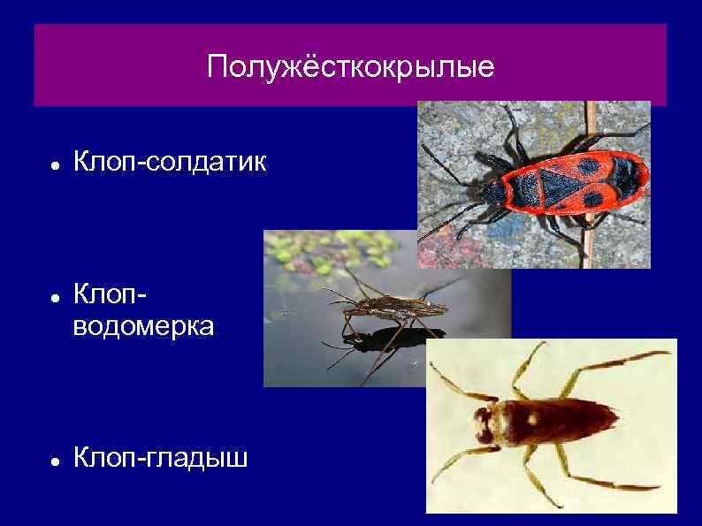 Полужёсткокрылые Клоп-солдатик Клопводомерка Клоп-гладыш 