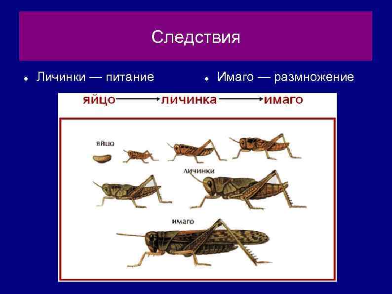 Следствия Личинки — питание Имаго — размножение 