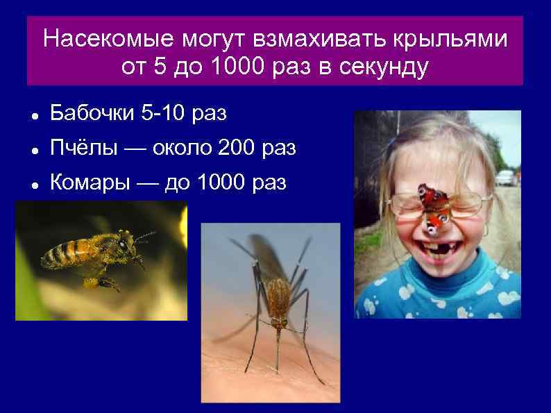 Насекомые могут взмахивать крыльями от 5 до 1000 раз в секунду Бабочки 5 -10
