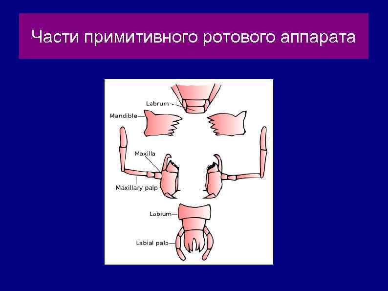 Части примитивного ротового аппарата 