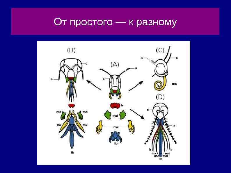 От простого — к разному 