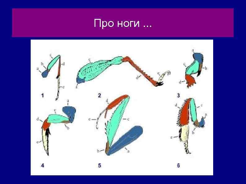 Про ноги. . . 