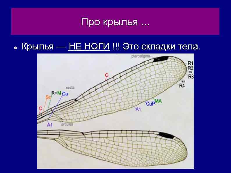 Про крылья. . . Крылья — НЕ НОГИ !!! Это складки тела. 