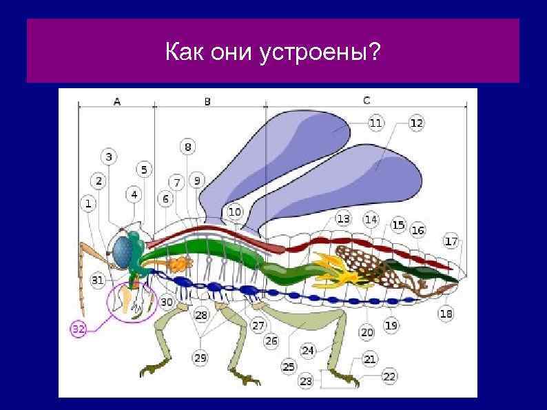 Как они устроены? 