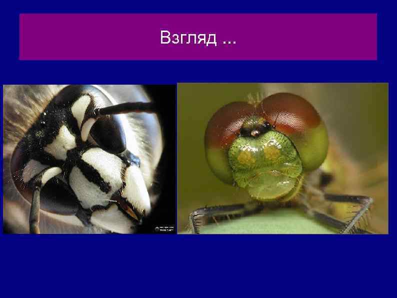 Взгляд. . . 