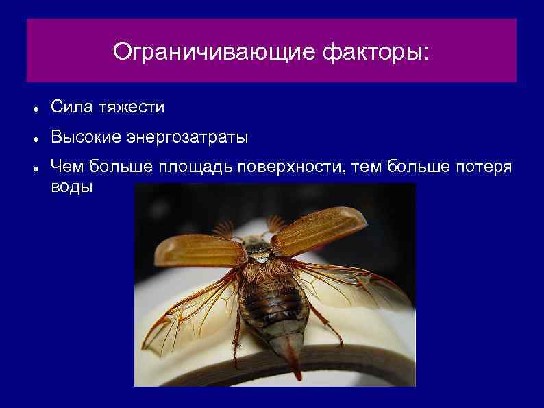 Ограничивающие факторы: Сила тяжести Высокие энергозатраты Чем больше площадь поверхности, тем больше потеря воды