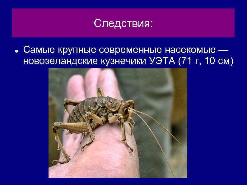 Следствия: Самые крупные современные насекомые — новозеландские кузнечики УЭТА (71 г, 10 см) 
