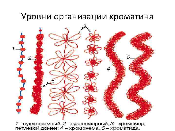 Матричные белки