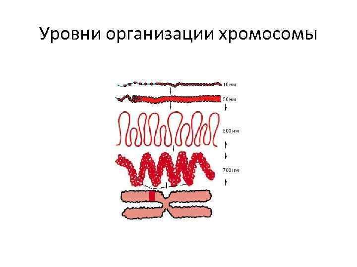 Уровни организации хромосомы 