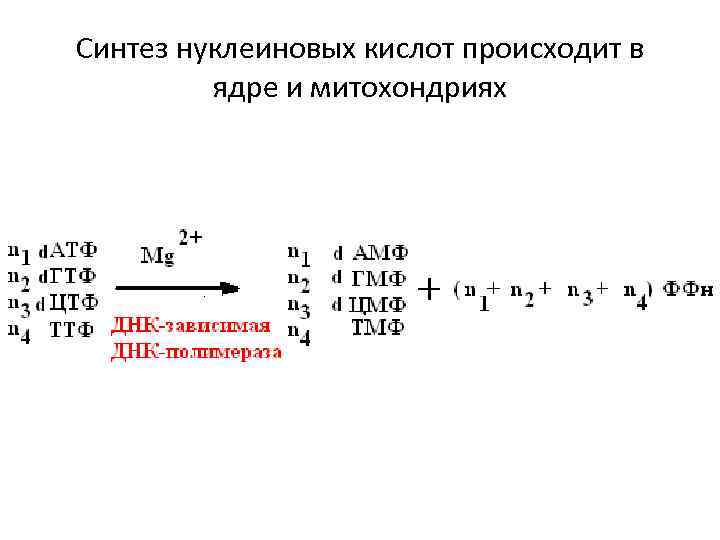 Синтез нуклеиновых кислот происходит в ядре и митохондриях 