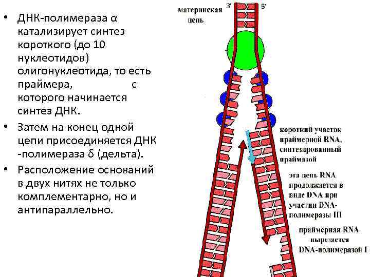  • ДНК-полимераза α катализирует синтез короткого (до 10 нуклеотидов) олигонуклеотида, то есть праймера,