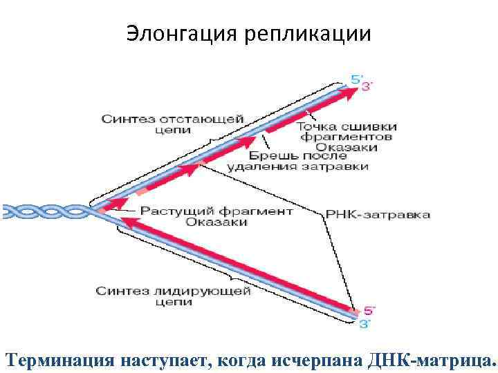 Матрица для процесса репликации. Репликация ДНК ферменты репликации. Репликация ДНК ФРАГМЕНТЫ Оказаки. Элонгация репликации ДНК биохимия.