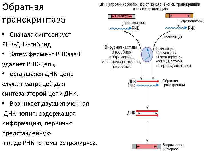 Фермент обратная транскриптаза. Функции фермента обратной транскриптазы. Обратная транскрипция у ДНК вирусов. Обратная транскриптаза вируса ВИЧ. Функция фермента ВИЧ обратной транскриптазы.