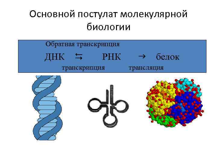 Какая схема соответствует главному постулату или центральной догме молекулярной биологии