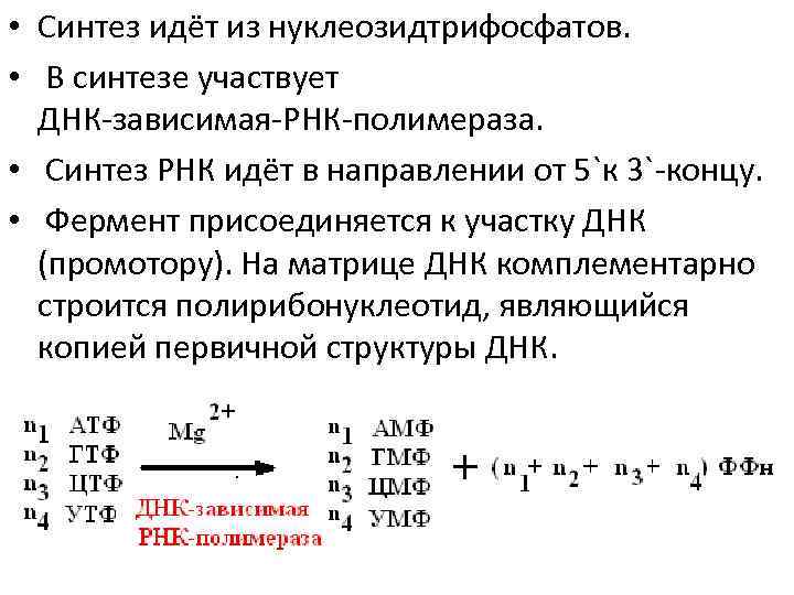  • Синтез идёт из нуклеозидтрифосфатов. • В синтезе участвует ДНК-зависимая-РНК-полимераза. • Синтез РНК