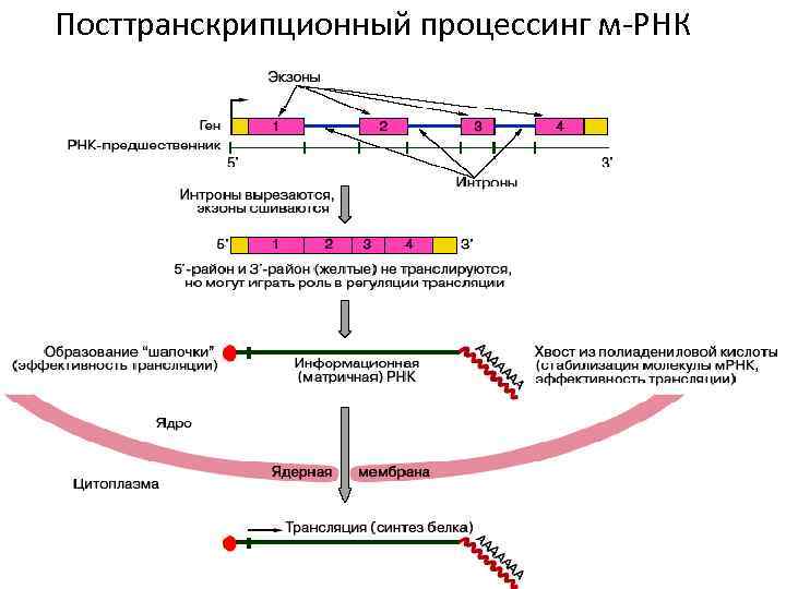 Посттранскрипционный процессинг м-РНК 