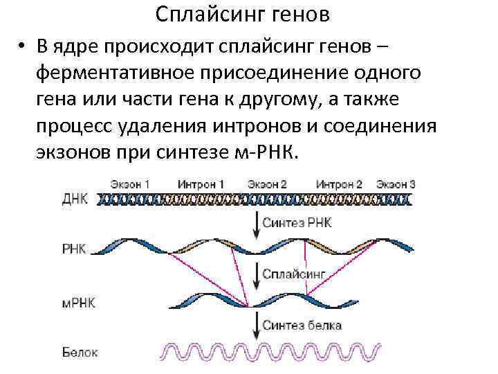 Сплайсинг генов • В ядре происходит сплайсинг генов – ферментативное присоединение одного гена или