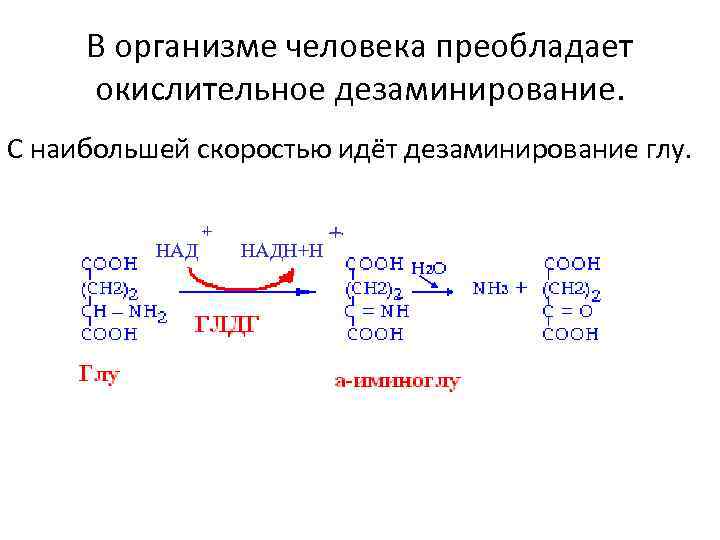 В организме человека преобладает окислительное дезаминирование. С наибольшей скоростью идёт дезаминирование глу. НАД +