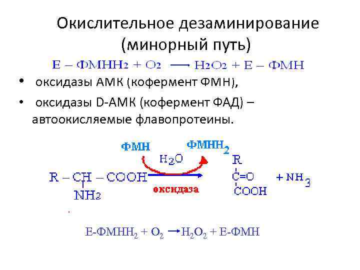 Окислительное дезаминирование (минорный путь) • оксидазы АМК (кофермент ФМН), • оксидазы D-АМК (кофермент ФАД)