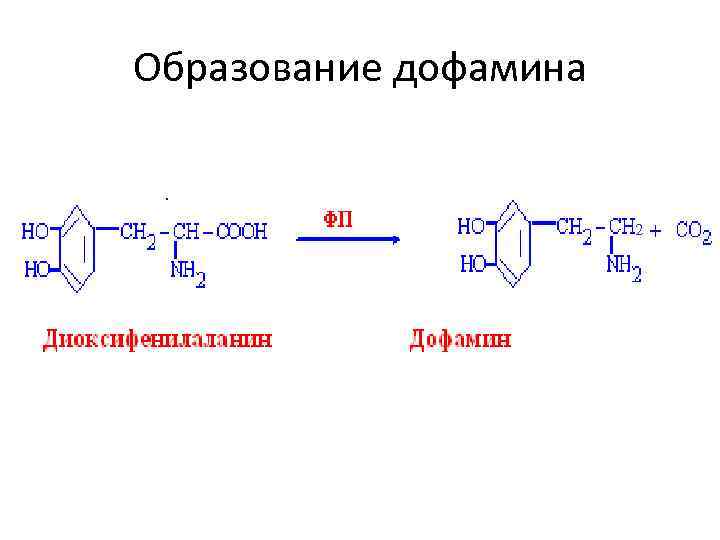 Образование дофамина 2 