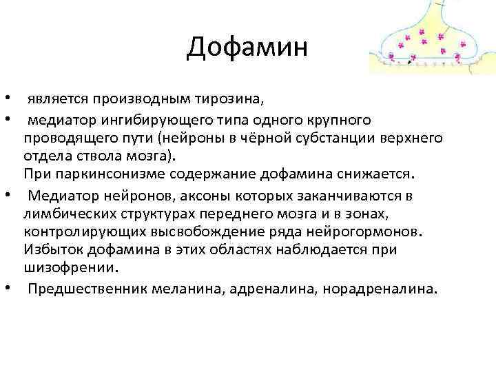 Дофамин • является производным тирозина, • медиатор ингибирующего типа одного крупного проводящего пути (нейроны