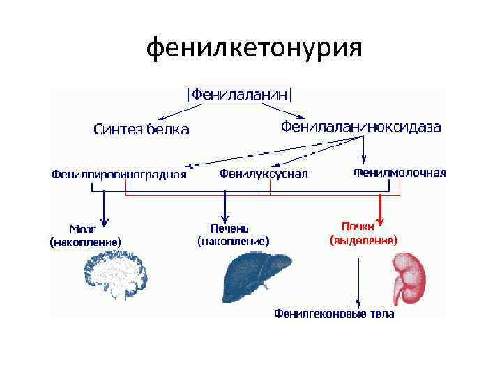 фенилкетонурия 