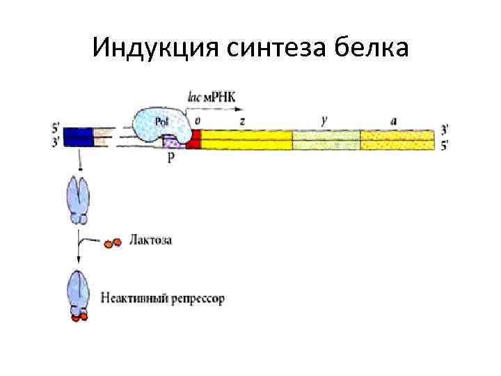 Индукция синтеза белка 