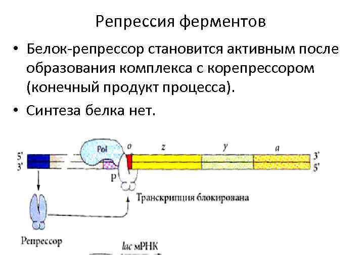 Схема регуляции биосинтеза белка по типу индукции и по типу репрессии