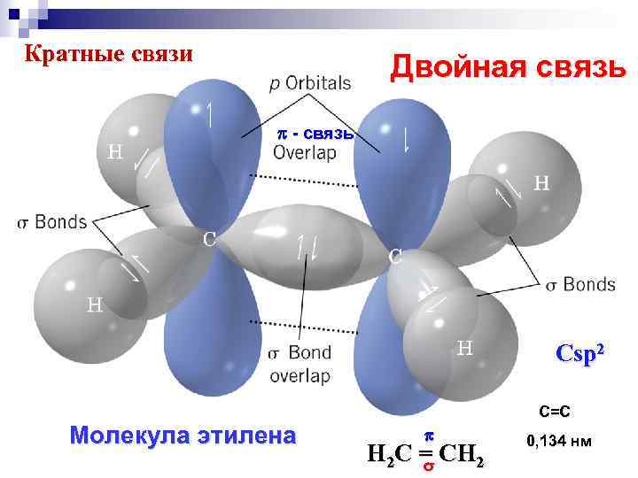 Кратные связи Двойная связь - связь Сsp 2 Молекула этилена С=С H 2 C