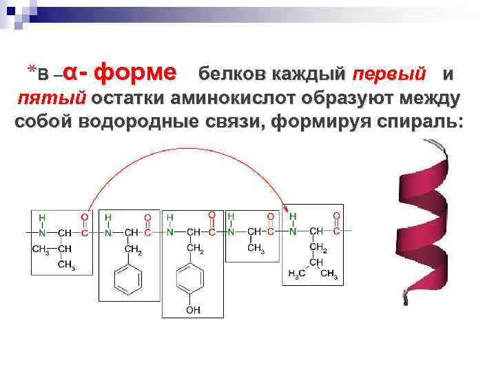 *В –α- форме белков каждый первый и пятый остатки аминокислот образуют между собой водородные