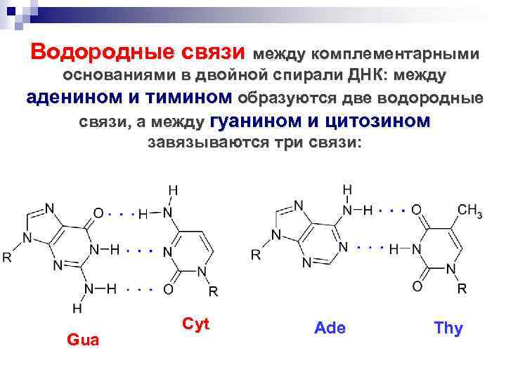 Число водородных связей между гуанином и цитозином