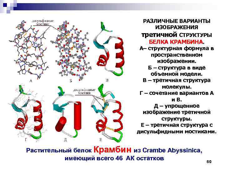 Первичная вторичная третичная структуры белка