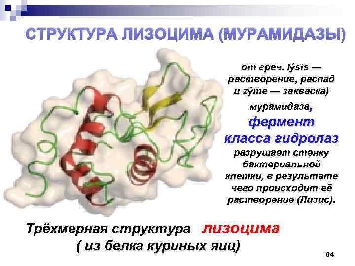 Какой фермент разрушает. Лизоцим белок структура. Лизоцим мурамидаза. Лизоцим структура белка. Лизоцим белок строение.