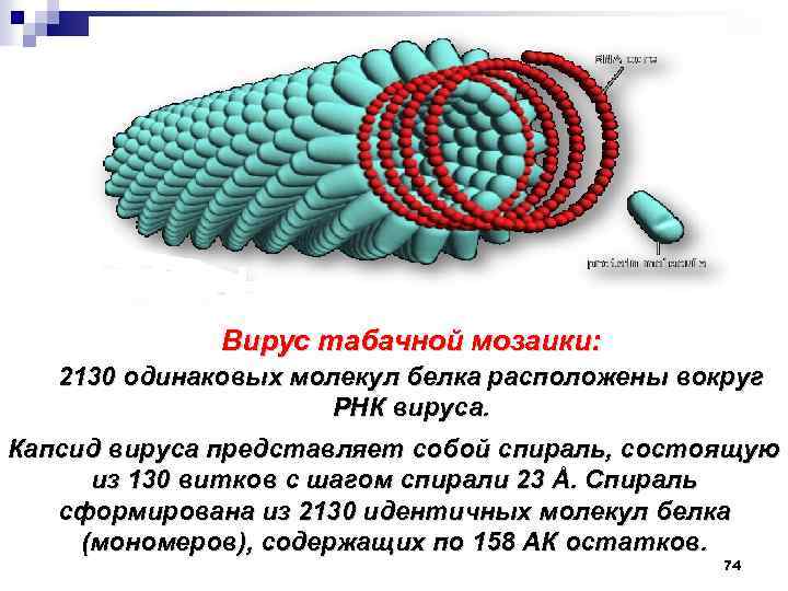 Вирус молекула белка