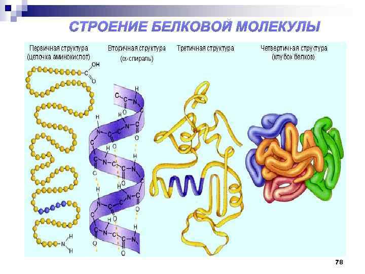 Белки структуры белковых молекул