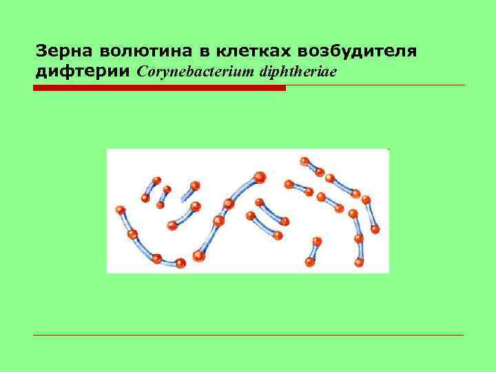 Зерна волютина в клетках возбудителя дифтерии Corynebacterium diphtheriae 