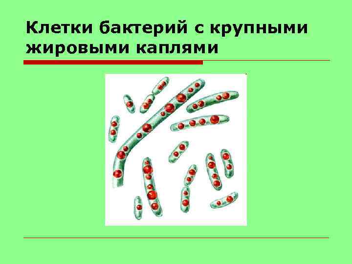 Клетки бактерий с крупными жировыми каплями 