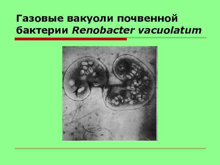 Газовые вакуоли почвенной бактерии Renobacter vacuolatum 