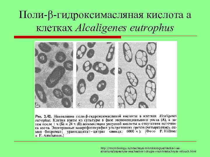 Поли-β-гидроксимасляная кислота а клетках Alcaligenes eutrophus http: //microbiologu. ru/obschaya-mikrobiologiya/kletka-i-eestruktura/zapasnyie-veschestva-i-drugie-vnutrinletochnyie-vklyuch. html 