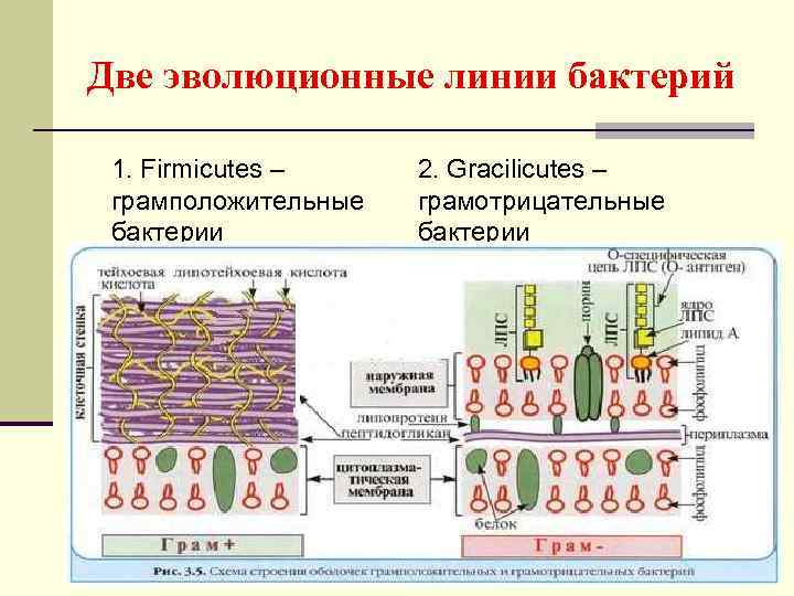 Две эволюционные линии бактерий 1. Firmicutes – грамположительные бактерии 2. Gracilicutes – грамотрицательные бактерии
