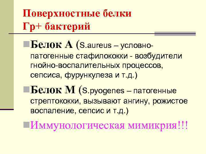 Поверхностные белки Гр+ бактерий n. Белок А (S. aureus – условнопатогенные стафилококки - возбудители
