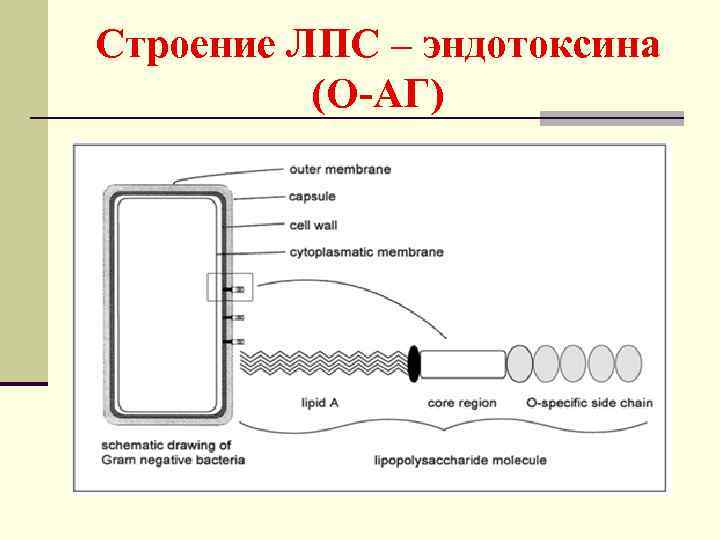 Строение ЛПС – эндотоксина (О-АГ) 