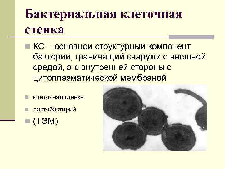Бактериальная клеточная стенка n КС – основной структурный компонент бактерии, граничащий снаружи с внешней