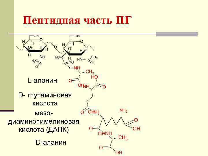 Пептидная часть ПГ L-аланин D- глутаминовая кислота мезодиаминопимелиновая кислота (ДАПК) D-аланин 