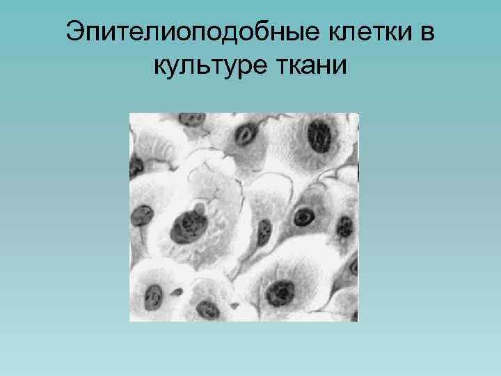 Эпителиоподобные клетки в культуре ткани 