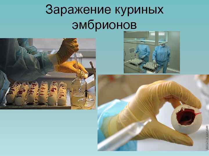 Заражение куриных эмбрионов 
