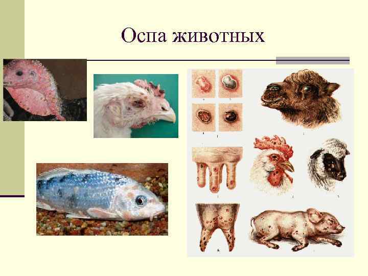 Оспа животных 